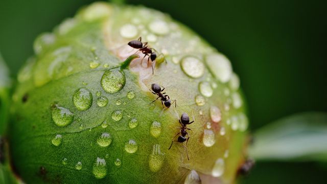 Ameisen auf einer Frucht