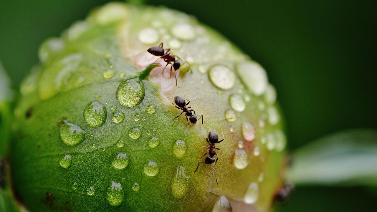 Ameisen auf einer Frucht