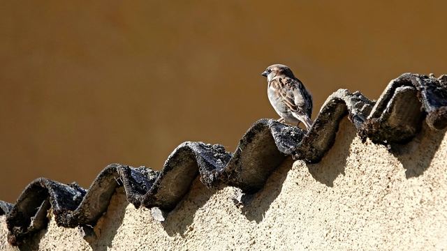 Altes Wellplattendach auf einem Schuppen