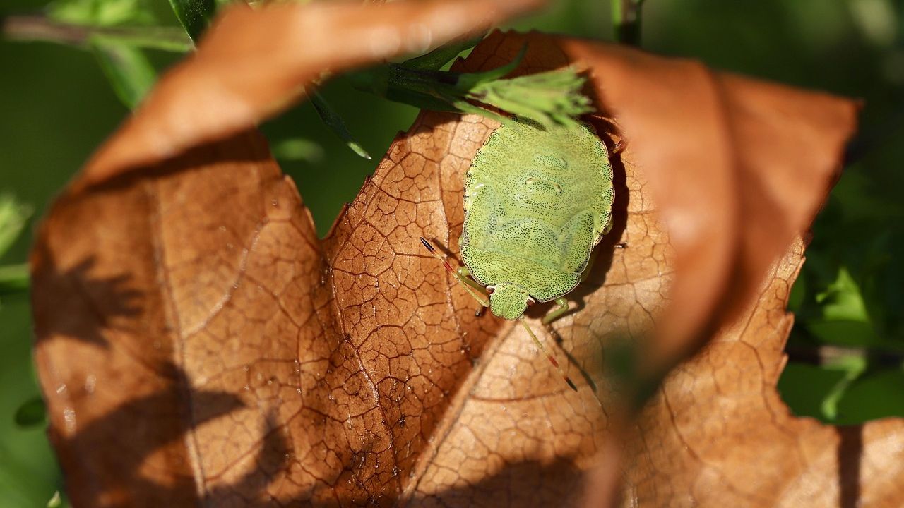 Grüne Wanze auf einem Herbstblatt